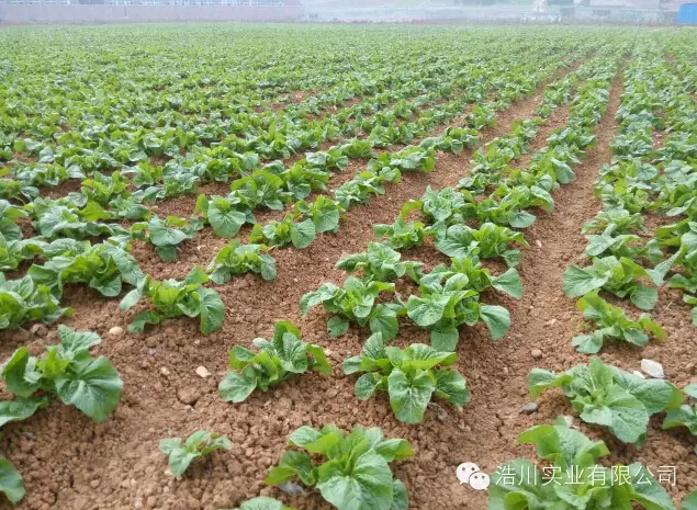 汗水灌溉绿色 ——三川农业柳陂蔬菜科技示范园纪实